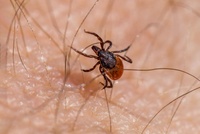 Para evitar las picaduras de garrapatas se recomienda protegerse con prendas de color claro