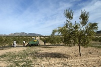 Imagen de agricultores trabajando en un cultivo de secano en una foto de archivo