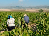 Trabajo en el campo en un vi&ntilde;edo (foto de archivo).