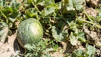 El Gobierno regional defiende una sanidad vegetal basada en criterios cient&iacute;ficos para garantizar el futuro del cultivo del mel&oacute;n