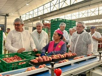 Imagen del consejero Joaqu&iacute;n Buend&iacute;a durante la visita a la cooperativa Vega de Cieza donde trabajan en la campa&ntilde;a de fruta de hueso