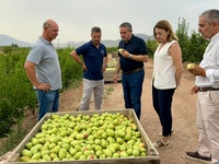 Imagen del consejero Joaqu&iacute;n Buend&iacute;a esta ma&ntilde;ana en Jumilla donde se trabaja en la campa&ntilde;a de recolecci&oacute;n de pera