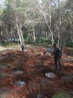 T&eacute;cnicos durante la plantaci&oacute;n de ejemplares jara de Cartagena en la Sierra de Atamar&iacute;a