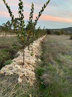 Imagen de un cultivo de lana en la zona de Sierra Espu&ntilde;a.