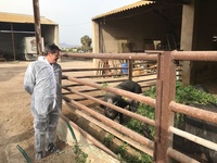 El consejero de Agua, Agricultura, Ganadería y Pesca visita las instalaciones de una explotación porcina de chato murciano en Lorca