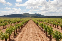 Plantación de viñedos en Jumilla