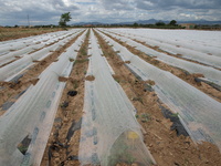 Centro de Demostración Agraria (CDA) "Purias" (Lorca)