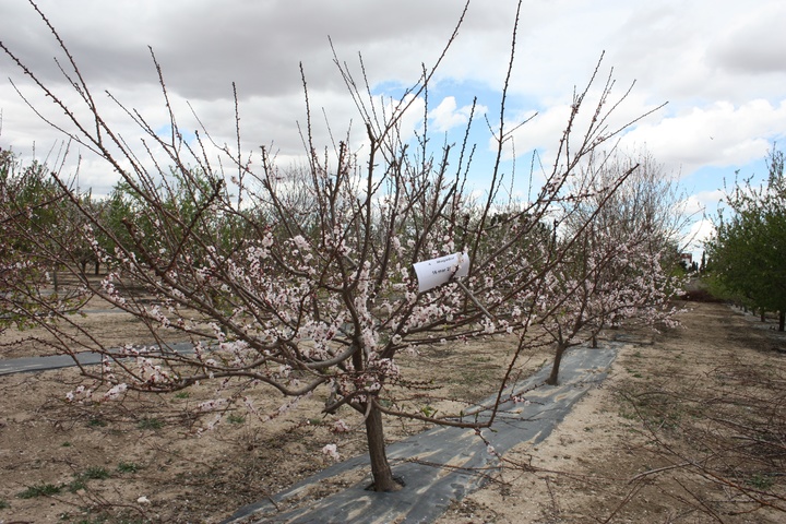 Floración de la variedad `Mogador´