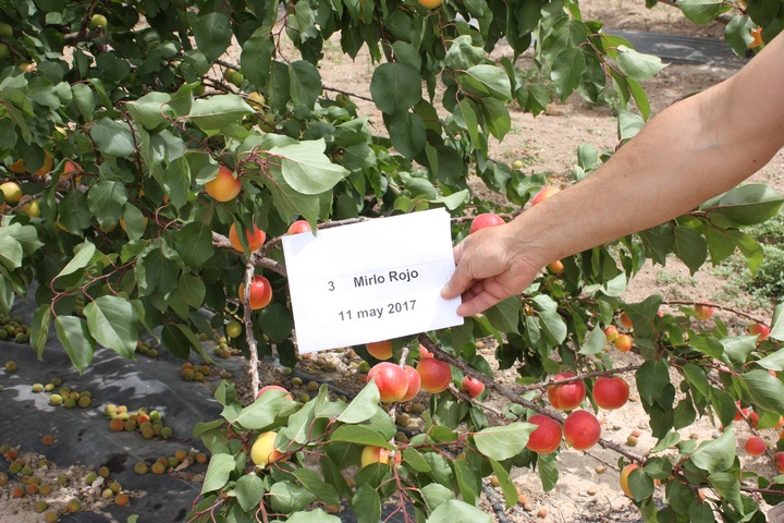 Árbol de la variedad Mirlo Rojo antes de su recolección