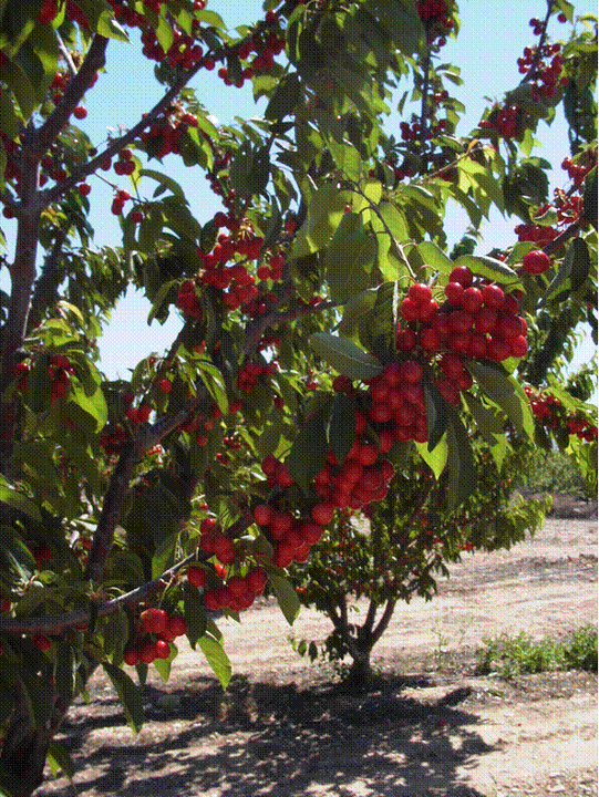 Ejemplares de cerezo