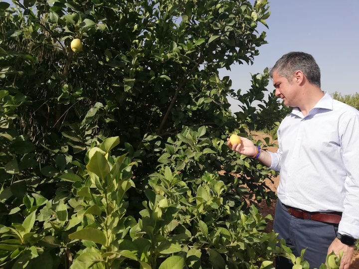 Del Amor durante su visita a la finca donde se está estudiando la viabilidad de un nuevo limón Verna