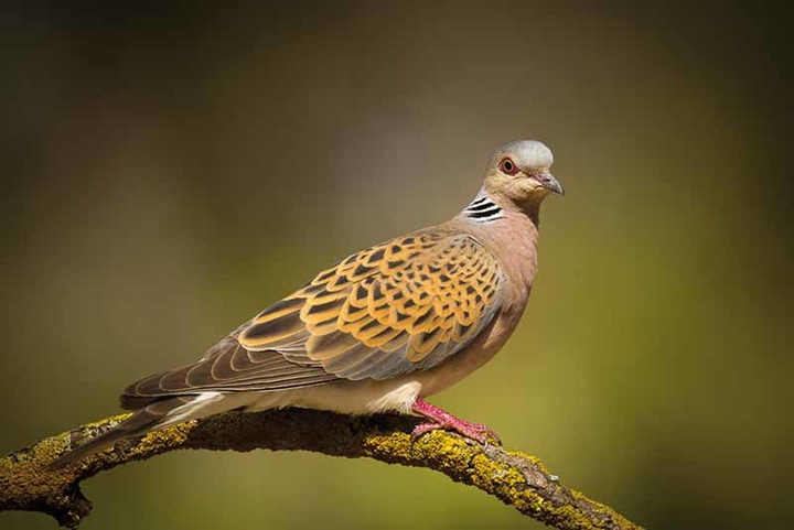 La Comunidad refuerza las medidas de protección de la tórtola común