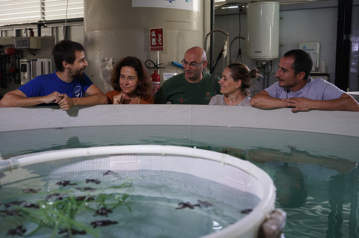 Medio Ambiente envía diez ejemplares de tortuga boba al Centro Oceanográfico de Valencia