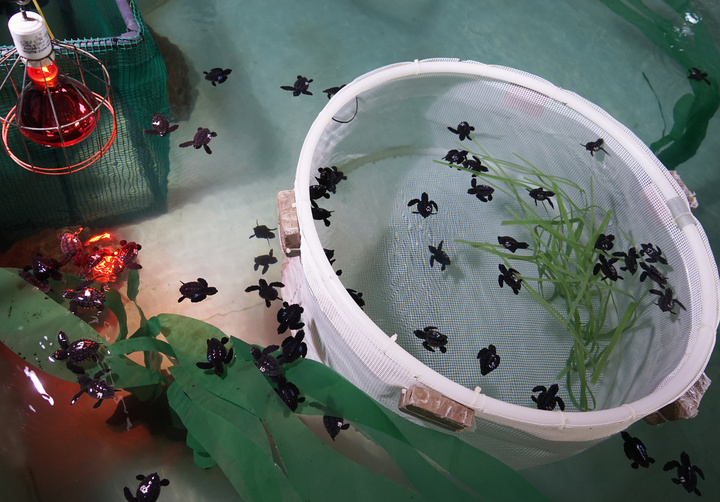 Medio Ambiente envía diez ejemplares de tortuga boba al Centro Oceanográfico de Valencia (y 2)