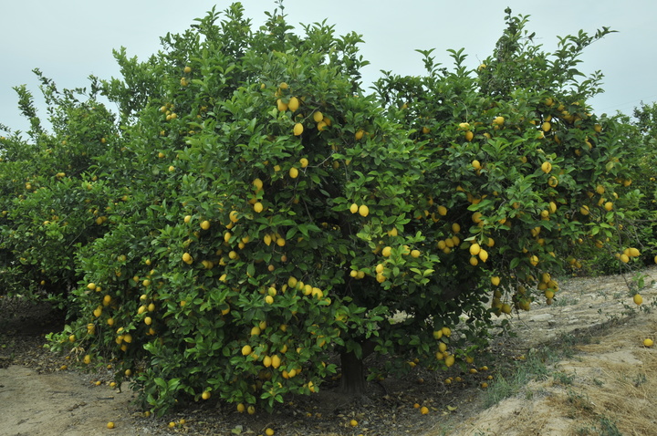 Plantación de limón Verna