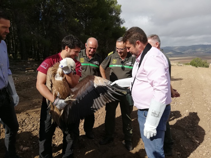 Liberado el quinto ejemplar de buitre leonado de este año tras ser atendido en el Centro de Recuperación de Fauna Silvestre