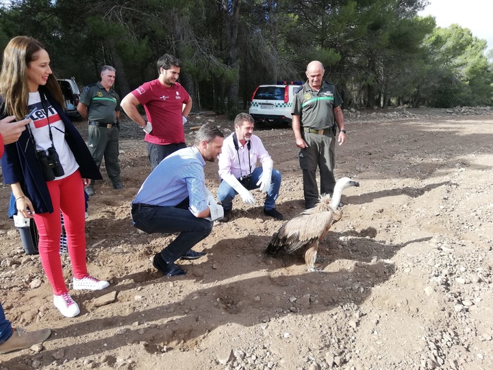 Liberado el quinto ejemplar de buitre leonado de este año tras ser atendido en el Centro de Recuperación de Fauna Silvestre (y 2)