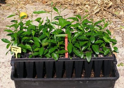 Plantas aclimatadas del patrón 'Macrophylla'
