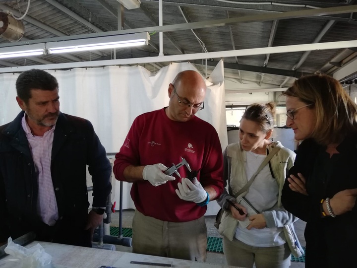 Las tortugas bobas nacidas en Calblanque reciben cuidados en el Centro de Acuicultura Marina de San Pedro del Pinatar