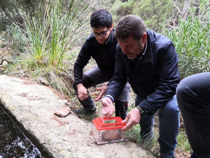 Medio Natural libera 15 ejemplares de sapo partero bético en Sierra Espuña tras desarrollarse en un acuario para asegurar su supervivencia