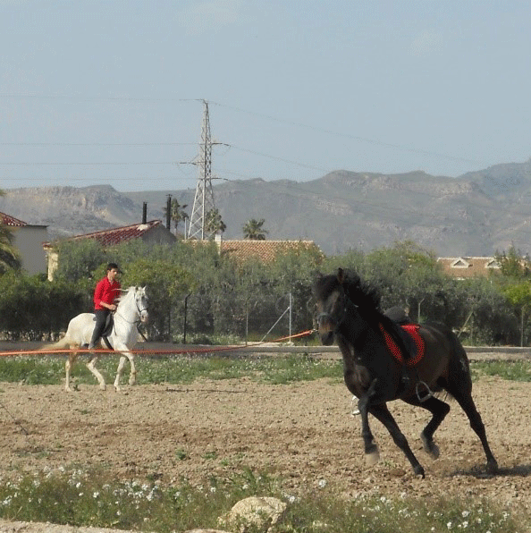 Doma caballos