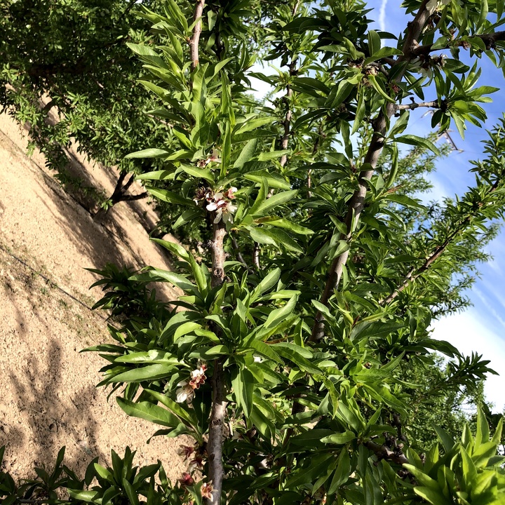 Frutales en el Valle del Guadalentín (7)