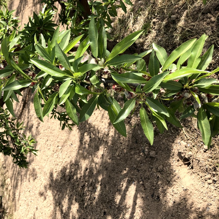 Frutales en el Valle del Guadalentín (5)