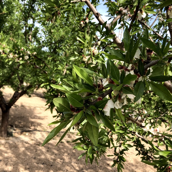 Frutales en el Valle del Guadalentín (9)