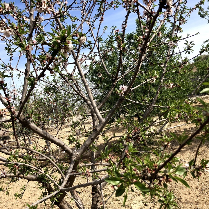 Frutales en el Valle del Guadalentín (10)