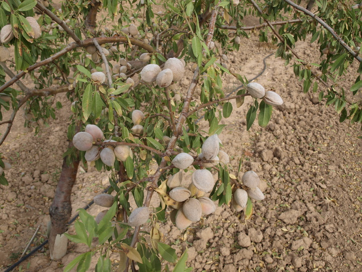 Variedad antoñeta