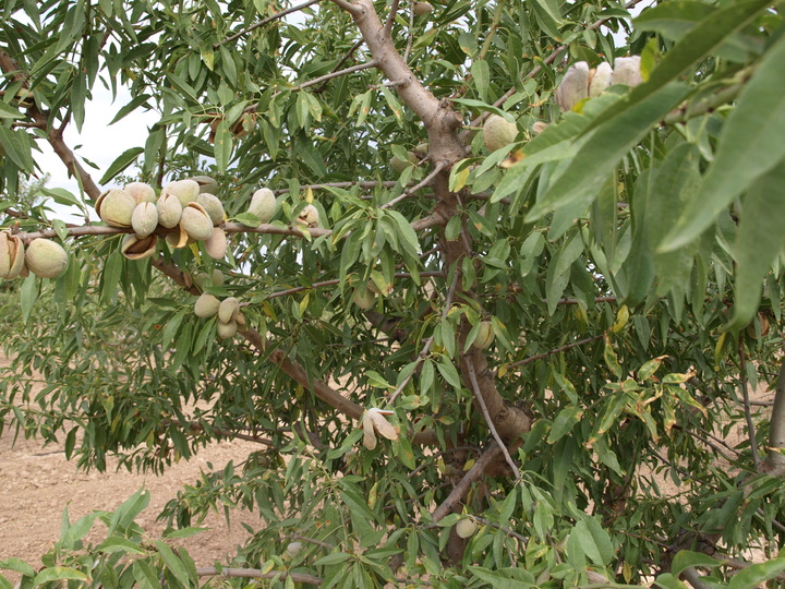 Variedad belona