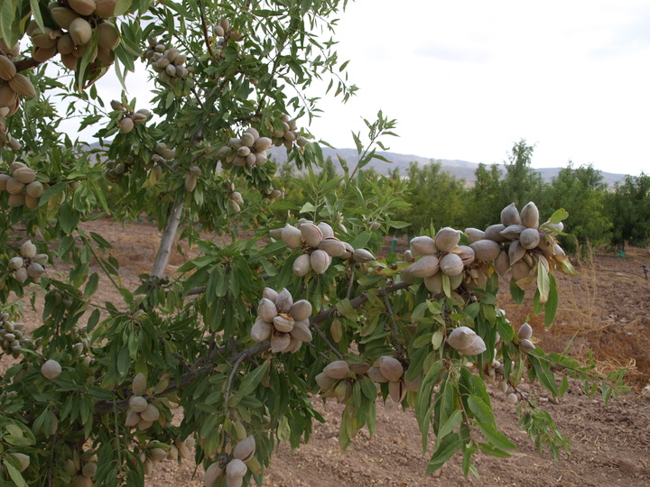 Variedad francolini