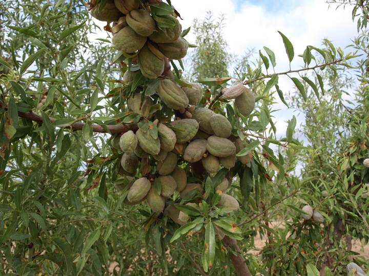 Variedad soleta