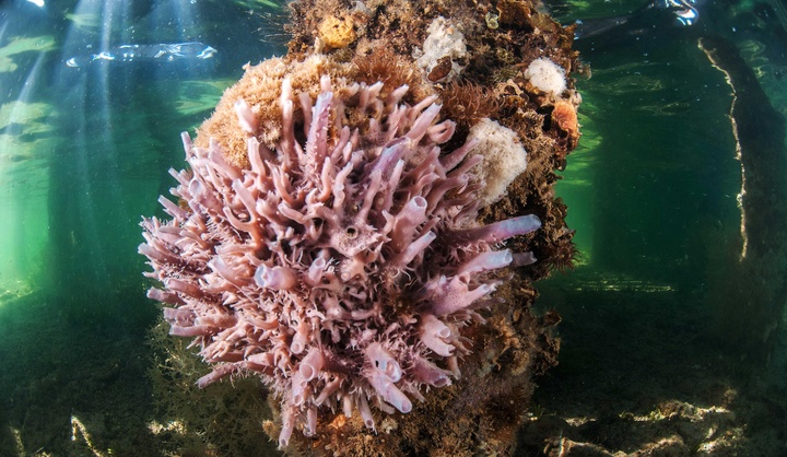 Imagen de un santuario de nacras (Pinna Nobilis) en el fondo del Mar Menor