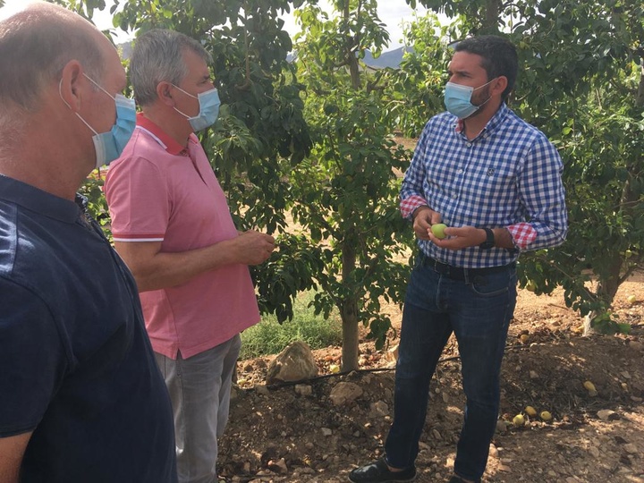 El consejero Antonio Luengo visita las tareas de recolección de la pera jumillana con Denominación de Origen