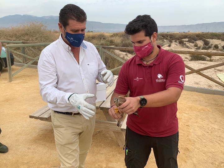 Devuelven a su hábitat a un ejemplar de cernícalo primilla tras su tratamiento en el Centro de Recuperación de la Comunidad