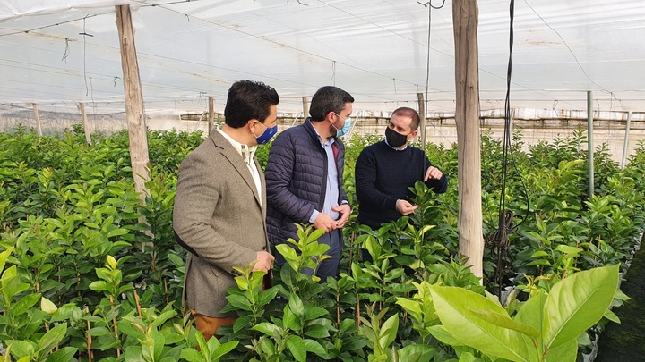 El consejero de Agricultura, Antonio Luego, y el alcalde de San Javier, José Miguel Luengo, durante su visita a los viveros de Caliplant