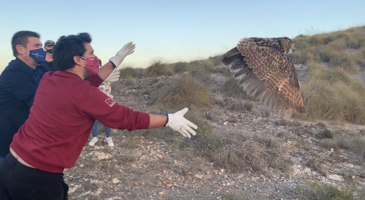 Suelta de un búho real en Calblanque tras ser tratado en el Centro de Recuperación de Fauna de la Comunidad