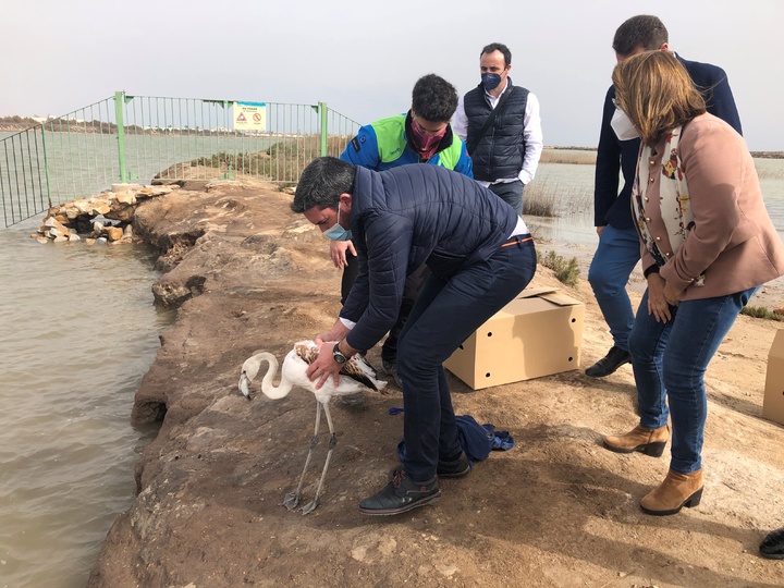 El consejero Antonio Luengo, en el momento de la suelta de uno de los ejemplares de flamenco en las Salinas de San Pedro del Pinatar