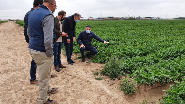 El consejero Antonio Luengo, junto a responsables de Probelte y el alcalde de Torre Pacheco, en una finca tratada con biofertilizante