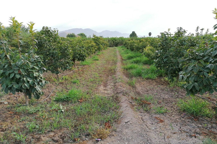 Imagen de las parcelas demostrativas de cultivo de caqui de la Oficina Comarcal Agraria Huerta de Murcia