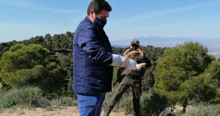 Liberados un águila calzada y un busardo ratonero tras su tratamiento en el Centro de Recuperación de la Comunidad 'El Valle'