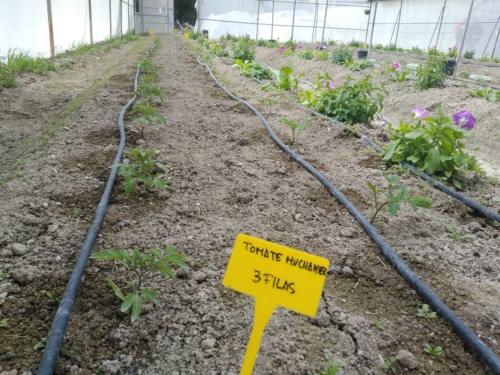Cultivo ecológico de tomate