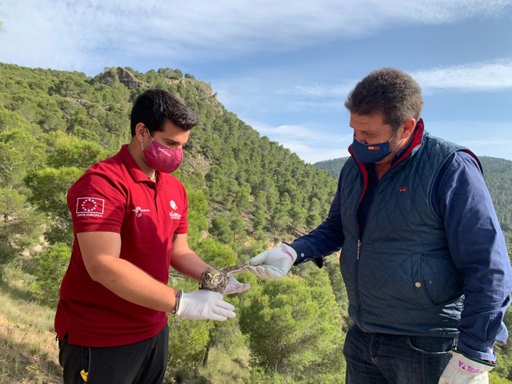 Liberados tres ejemplares de mochuelo europeo tras su tratamiento en el Centro de Recuperación de la Comunidad Autónoma