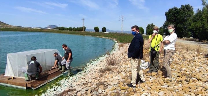 El director del Medio Natural asiste a la instalación de una isla-refugio para la malvasía blanca en Cabezo Beaza