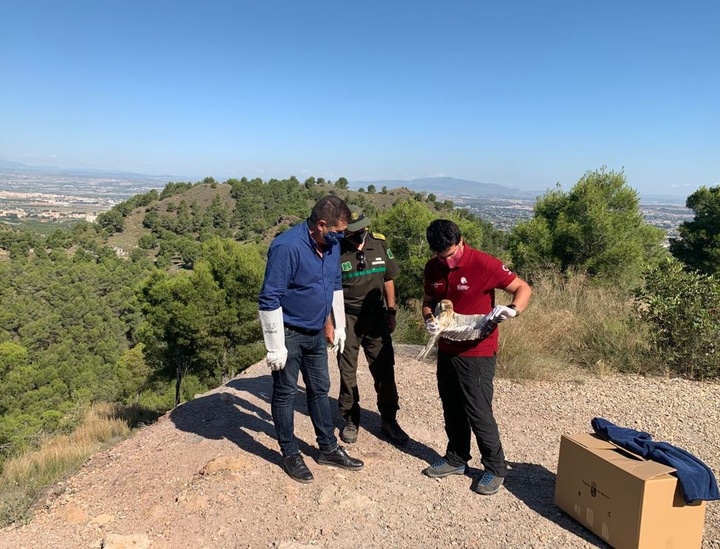 Liberado un ejemplar de águila calzada tras ser tratado en el Centro de Recuperación de la Comunidad Autónoma