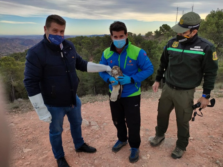 Liberado un ejemplar de águila ratonera tras restablecerse de sus lesiones en el Centro de Recuperación de Fauna