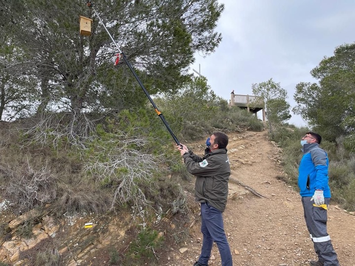 El director general del Medio Natural, Fulgencio Perona, comprueba los nidos para aves depredadoras de los insectos que atacan a las pináceas