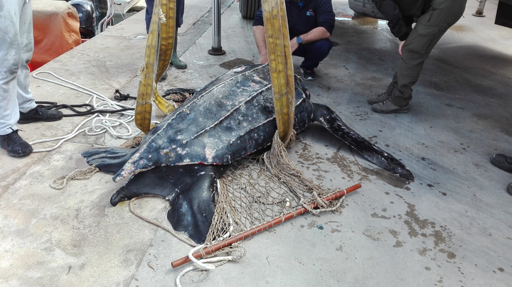 Rescate de un ejemplar de tortuga laúd (1)