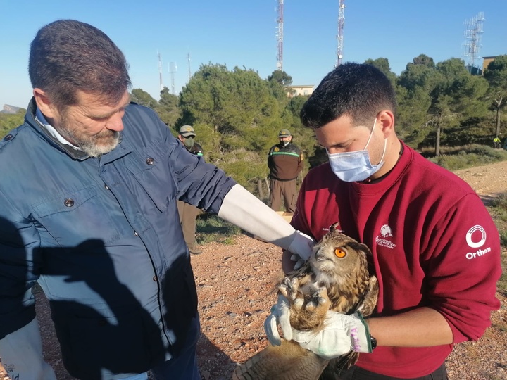 Liberación del ejemplar de búho real en el pico del Relojero